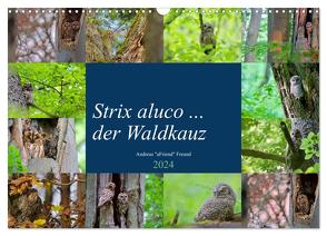 Strix aluco … der Waldkauz (Wandkalender 2024 DIN A3 quer), CALVENDO Monatskalender von Freund,  Andreas