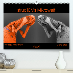 strucTEMs Mikrowelt – Winzige Nachbarn ganz groß (Premium, hochwertiger DIN A2 Wandkalender 2021, Kunstdruck in Hochglanz) von Braun,  Nathalie, strucTEM