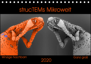 strucTEMs Mikrowelt – Winzige Nachbarn ganz groß (Tischkalender 2020 DIN A5 quer) von Braun,  Nathalie, strucTEM