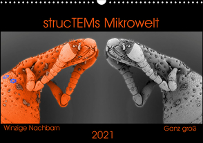 strucTEMs Mikrowelt – Winzige Nachbarn ganz groß (Wandkalender 2021 DIN A3 quer) von Braun,  Nathalie, strucTEM