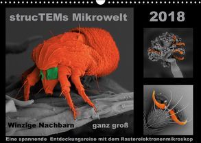 strucTEMs Mirkrowelt – Winzige Nachbarn ganz groß (Wandkalender 2018 DIN A3 quer) von Braun,  Nathalie, strucTEM