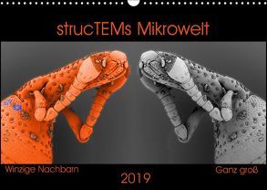 strucTEMs Mikrowelt – Winzige Nachbarn ganz groß (Wandkalender 2019 DIN A3 quer) von Braun,  Nathalie, strucTEM