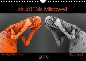 strucTEMs Mikrowelt – Winzige Nachbarn ganz groß (Wandkalender 2019 DIN A4 quer) von Braun,  Nathalie, strucTEM