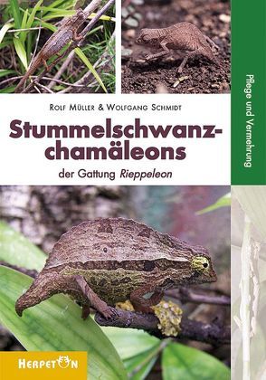 Stummelschwanzchamäleons von Müller,  Rolf, Schmidt,  Wolfgang