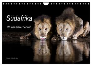 Südafrika wunderbare Tierwelt (Wandkalender 2024 DIN A4 quer), CALVENDO Monatskalender von Junio,  Michele