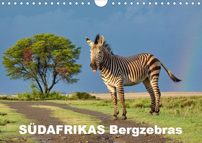 SÜDAFRIKAS Bergzebras (Wandkalender 2021 DIN A4 quer) von Thula