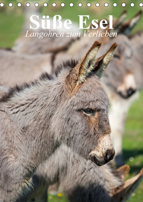 Süße Esel. Langohren zum Verlieben (Tischkalender 2021 DIN A5 hoch) von Stanzer,  Elisabeth