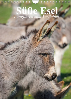 Süße Esel. Langohren zum Verlieben (Wandkalender 2022 DIN A4 hoch) von Stanzer,  Elisabeth