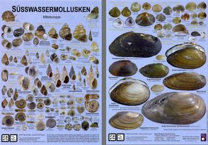 Süsswassermollusken Mitteleuropas von Richling,  Ira, Wiese,  Vollrath