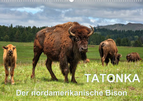 TATONKA Der nordamerikanische Bison (Wandkalender 2023 DIN A2 quer) von Wilczek,  Dieter