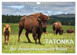 TATONKA Der nordamerikanische Bison (Wandkalender 2024 DIN A4 quer), CALVENDO Monatskalender von Wilczek,  Dieter