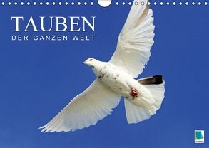 Tauben der ganzen Welt (Wandkalender 2018 DIN A4 quer) von CALVENDO