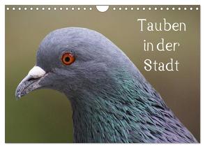 Tauben in der Stadt (Wandkalender 2024 DIN A4 quer), CALVENDO Monatskalender von Kattobello,  Kattobello