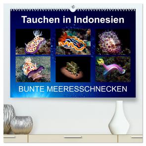 Tauchen in Indonesien – BUNTE MEERESSCHNECKEN (hochwertiger Premium Wandkalender 2024 DIN A2 quer), Kunstdruck in Hochglanz von Landgraf-Kluge,  Kathrin