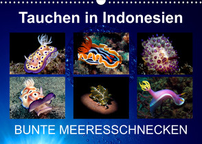 Tauchen in Indonesien – BUNTE MEERESSCHNECKEN (Wandkalender 2022 DIN A3 quer) von Landgraf-Kluge,  Kathrin