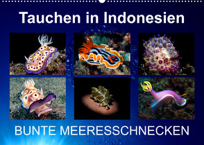 Tauchen in Indonesien – BUNTE MEERESSCHNECKEN (Wandkalender 2023 DIN A2 quer) von Landgraf-Kluge,  Kathrin