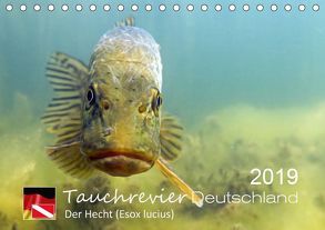 Tauchrevier Deutschland – Der Hecht (Esox lucius) (Tischkalender 2019 DIN A5 quer) von Merkel - Tauchrevier Deutschland,  Mario