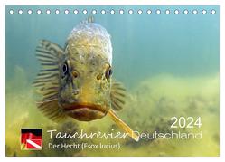 Tauchrevier Deutschland – Der Hecht (Esox lucius) (Tischkalender 2024 DIN A5 quer), CALVENDO Monatskalender von Merkel - Tauchrevier Deutschland,  Mario