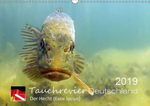 Tauchrevier Deutschland – Der Hecht (Esox lucius) (Wandkalender 2019 DIN A3 quer) von Merkel - Tauchrevier Deutschland,  Mario