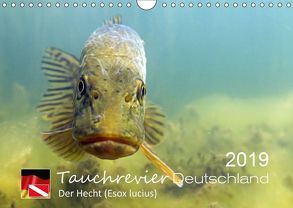 Tauchrevier Deutschland – Der Hecht (Esox lucius) (Wandkalender 2019 DIN A4 quer) von Merkel - Tauchrevier Deutschland,  Mario