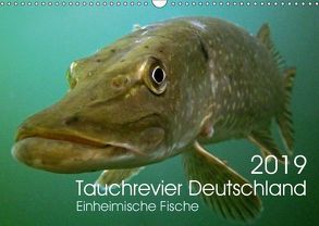 Tauchrevier Deutschland (Wandkalender 2019 DIN A3 quer) von Merkel - Tauchrevier Deutschland,  Mario