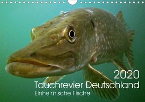 Tauchrevier Deutschland (Wandkalender 2020 DIN A4 quer) von Merkel - Tauchrevier Deutschland,  Mario