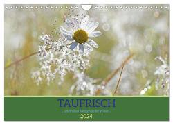 Taufrisch … am frühen Morgen in der Wiese (Wandkalender 2024 DIN A4 quer), CALVENDO Monatskalender von GUGIGEI,  GUGIGEI