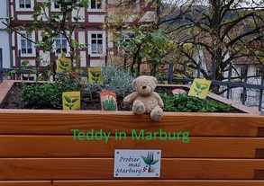 Teddy in … / Teddy in Marburg von Merkelbach,  Helga