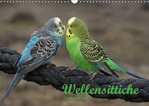 Terminplaner Wellensittiche (Wandkalender 2019 DIN A3 quer) von Lindert-Rottke,  Antje