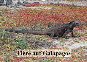 Tiere auf Galápagos (Wandkalender 2018 DIN A2 quer) von W. Bruechle,  Dr., Weiterstadt,  D64331