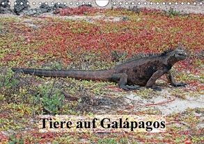 Tiere auf Galápagos (Wandkalender 2018 DIN A4 quer) von W. Bruechle,  Dr., Weiterstadt,  D64331
