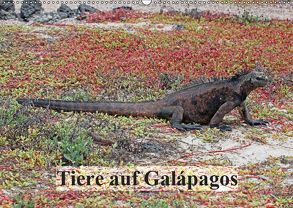 Tiere auf Galápagos (Wandkalender 2019 DIN A2 quer) von W. Bruechle,  Dr., Weiterstadt,  D64331