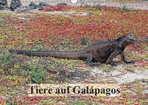 Tiere auf Galápagos (Wandkalender 2019 DIN A3 quer) von W. Bruechle,  Dr., Weiterstadt,  D64331