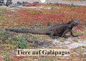 Tiere auf Galápagos (Wandkalender 2019 DIN A4 quer) von W. Bruechle,  Dr., Weiterstadt,  D64331