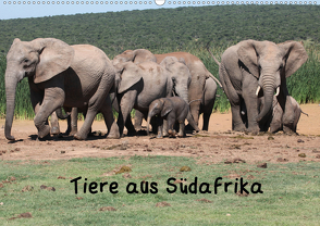 Tiere aus Südafrika (Wandkalender 2020 DIN A2 quer) von W. Bruechle,  Dr.