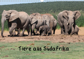 Tiere aus Südafrika (Wandkalender 2020 DIN A3 quer) von W. Bruechle,  Dr.