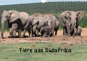 Tiere aus Südafrika (Wandkalender 2020 DIN A4 quer) von W. Bruechle,  Dr.