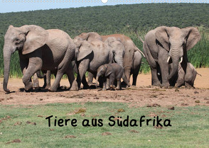 Tiere aus Südafrika (Wandkalender 2022 DIN A2 quer) von W. Bruechle,  Dr.