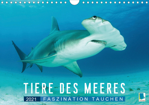 Tiere des Meeres: Faszination Tauchen (Wandkalender 2021 DIN A4 quer) von CALVENDO