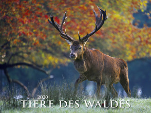 Tiere des Waldes 2020 – Bildkalender quer (56 x 42) – Tierkalender – Wald – Natur – Wandkalender von ALPHA EDITION