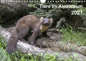 Tiere im Alpenraum (Wandkalender 2021 DIN A4 quer) von Christian Widdmann,  Uwe