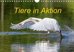 Tiere in Aktion (Wandkalender 2020 DIN A4 quer) von Martin,  Wilfried