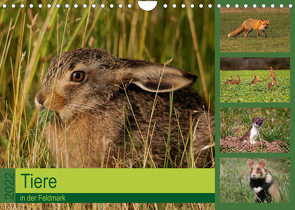 Tiere in der Feldmark (Wandkalender 2022 DIN A4 quer) von Erlwein,  Winfried