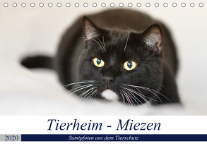 Tierheim – Miezen (Tischkalender 2020 DIN A5 quer) von Metternich,  Doris