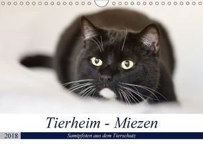 Tierheim – Miezen (Wandkalender 2018 DIN A4 quer) von Metternich,  Doris