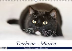 Tierheim – Miezen (Wandkalender 2019 DIN A3 quer) von Metternich,  Doris