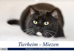 Tierheim – Miezen (Wandkalender 2022 DIN A3 quer) von Metternich,  Doris