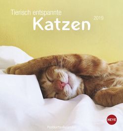 Tierisch entspannte Katzen Postkartenkalender – Kalender 2019 von Heye