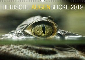 Tierische Augenblicke 2019 (Wandkalender 2019 DIN A3 quer) von Jentschura,  Katja