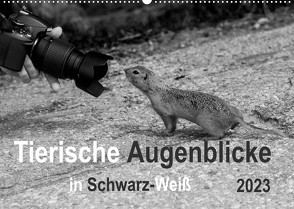 Tierische Augenblicke in Schwarz-Weiß (Wandkalender 2023 DIN A2 quer) von Drews,  Marianne